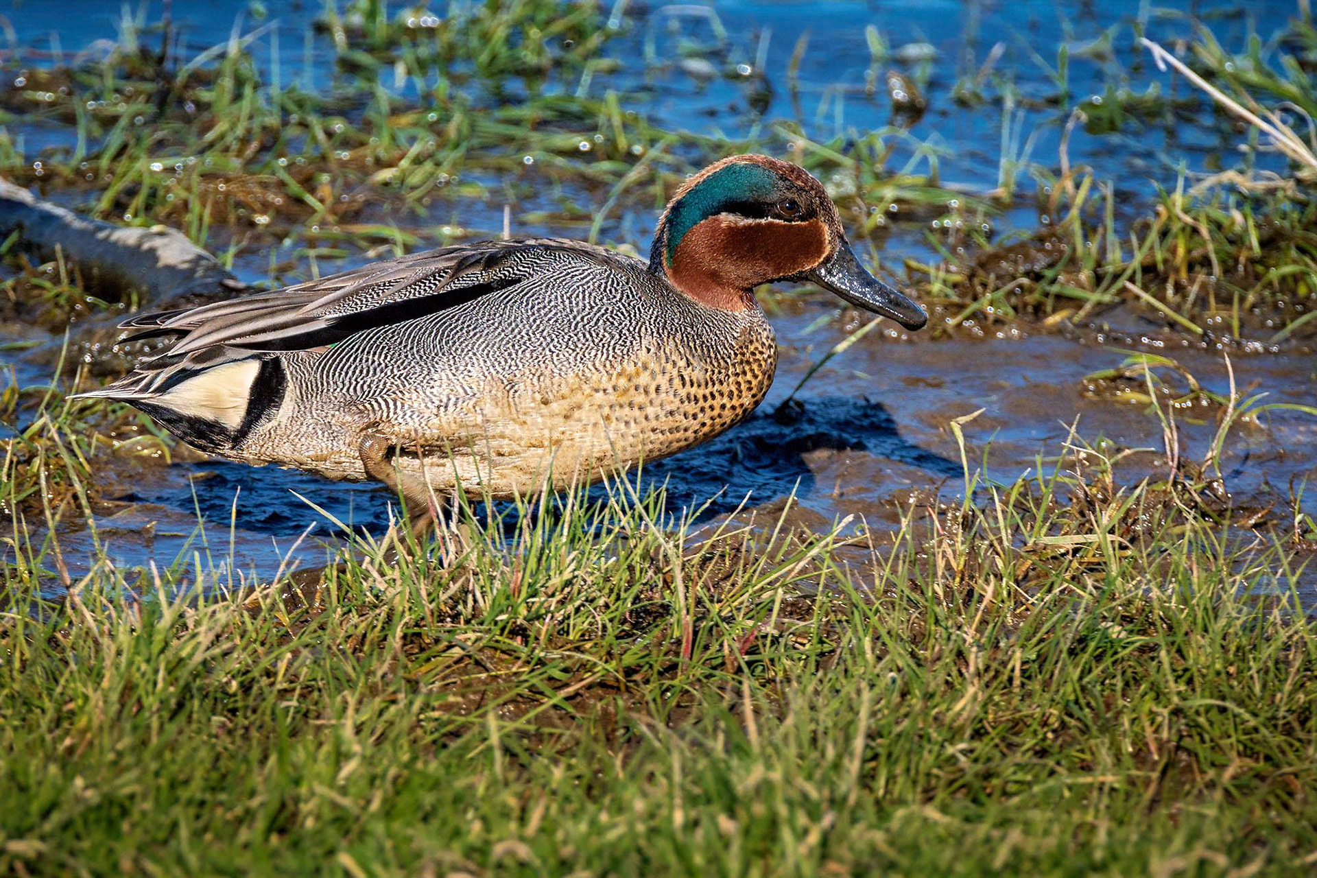 Krickente, male