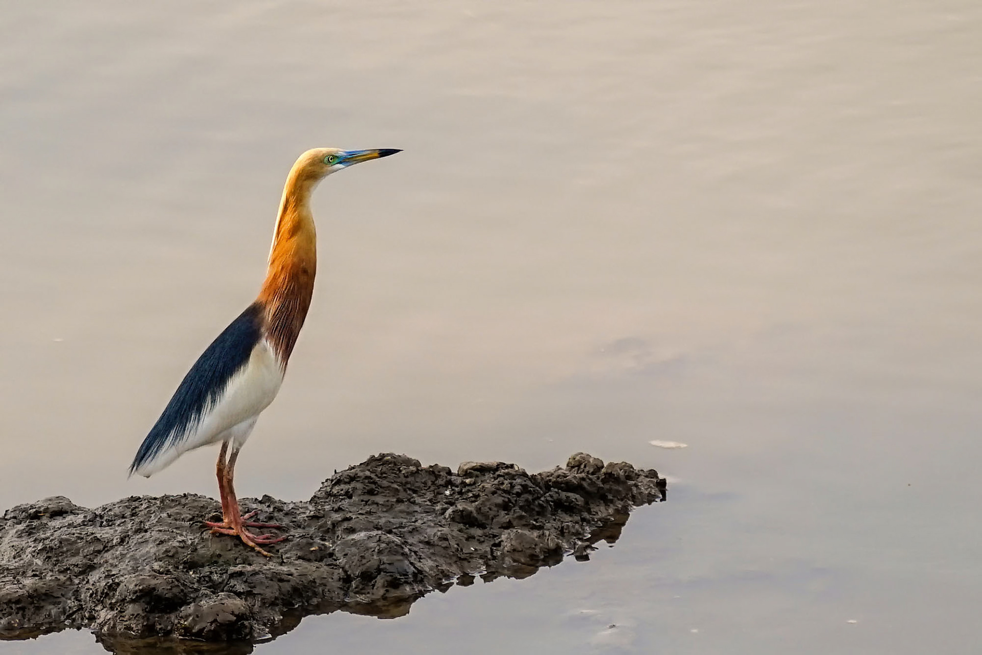 Prachtreiher im Brutkleid / Javan pond heron
