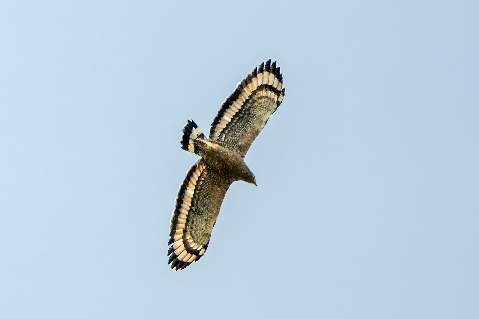 Schlangenweihe / Crested Serpent-eagle