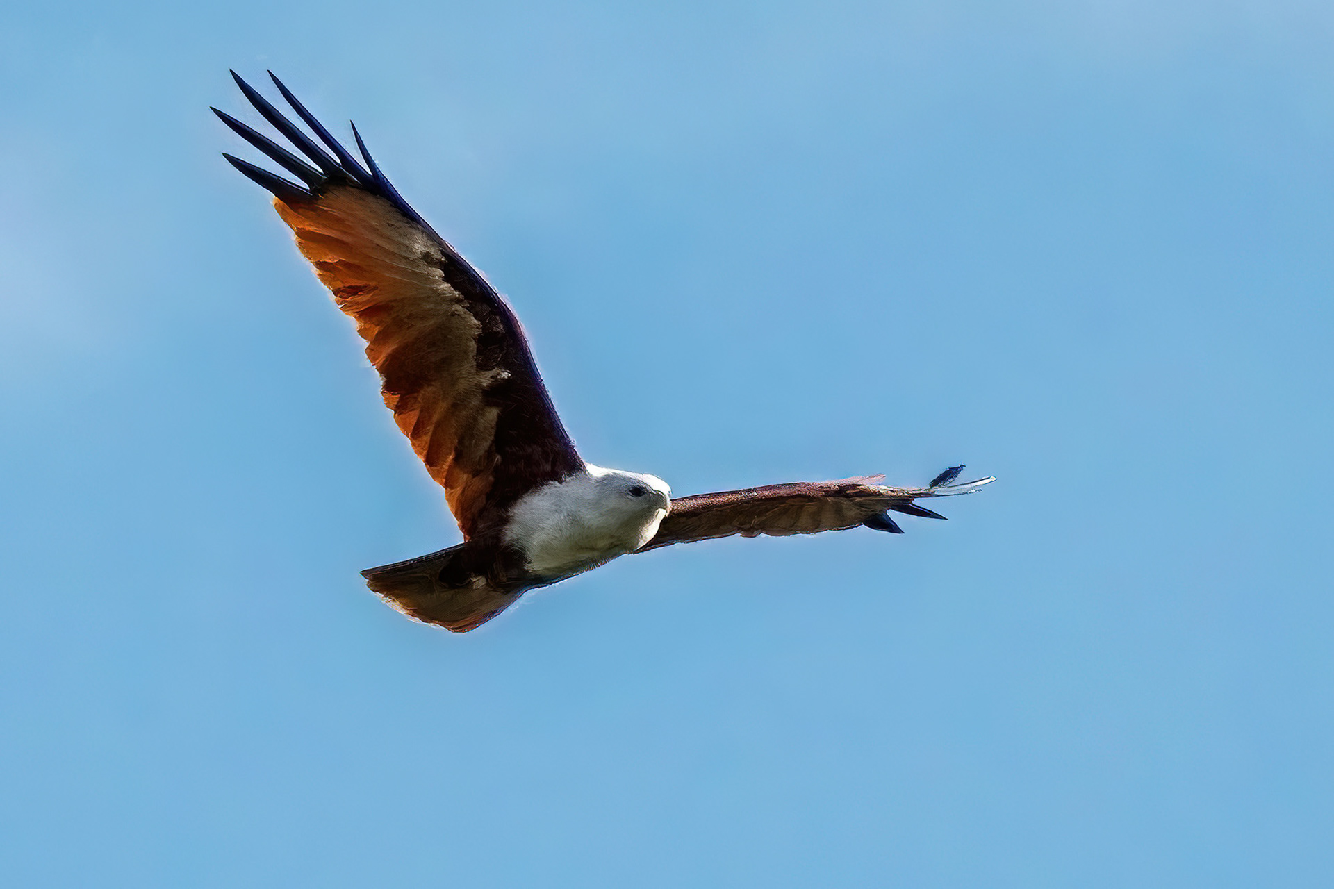 Brahminenweih / Brahminy Kite
