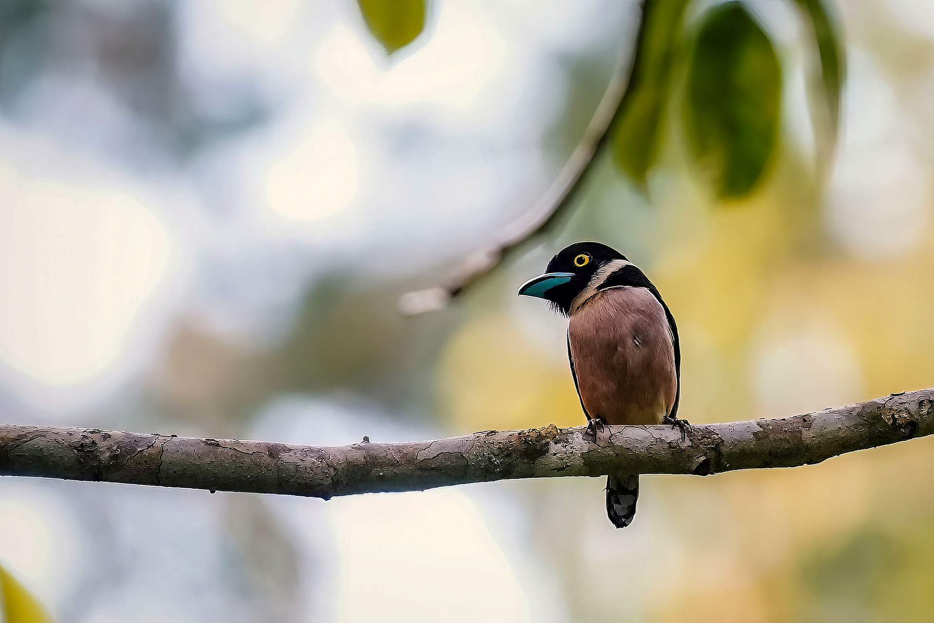 male