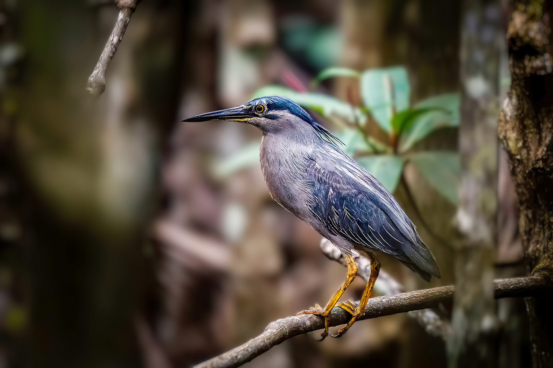 Mangrovereiher / striated heron