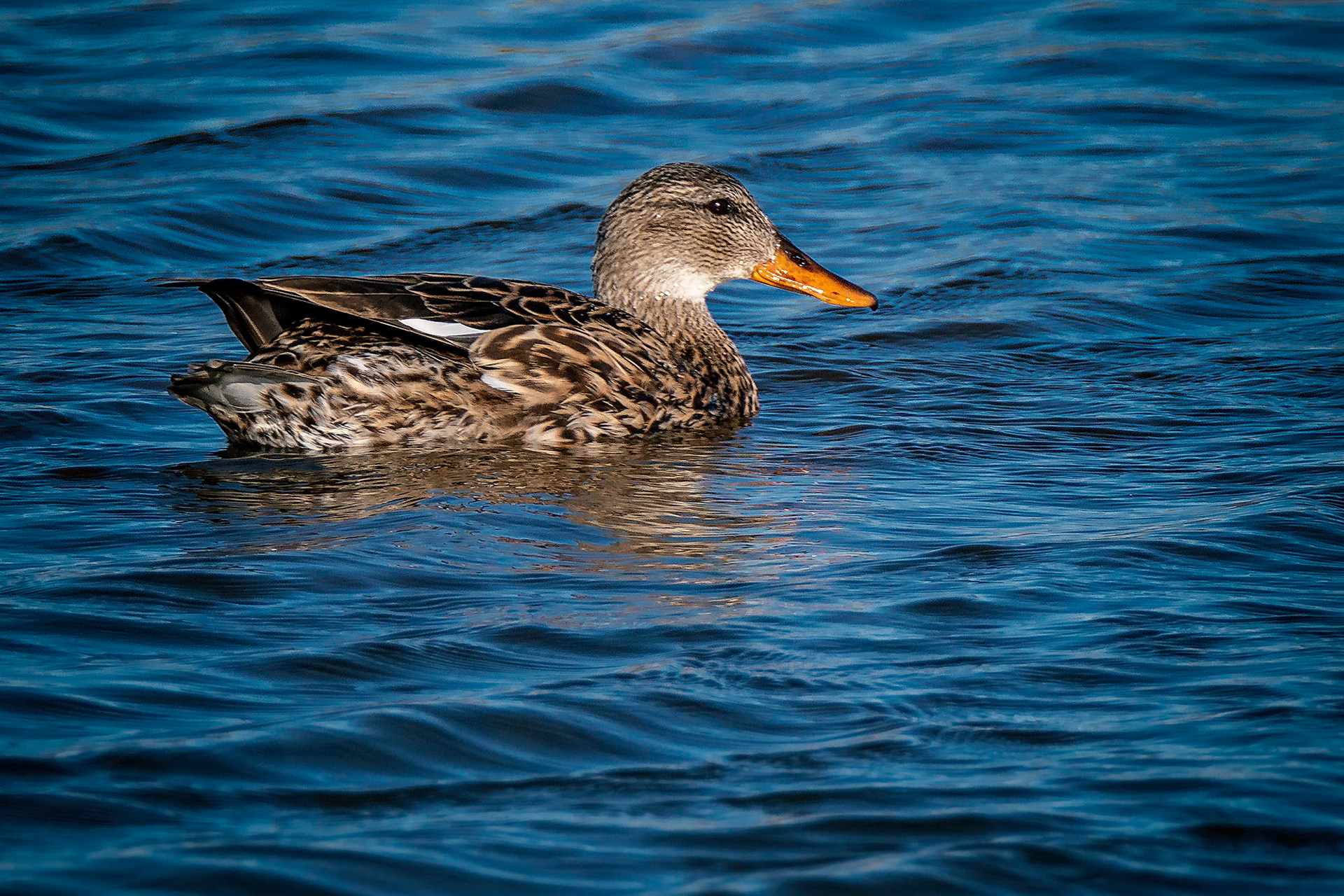 Schnatterente, female