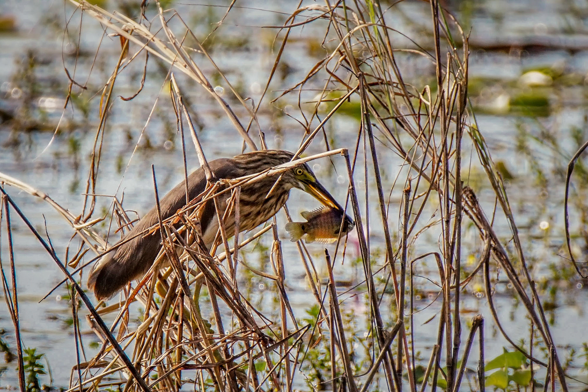 Prachtreiher im Schlichtkleid / Javan pond heron