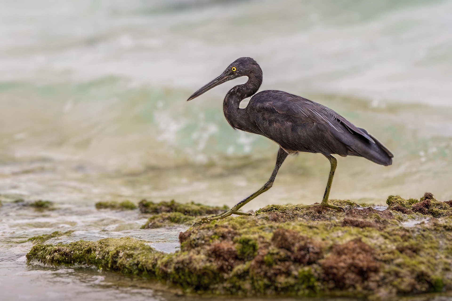 Riffreiher / Pacific reef heron