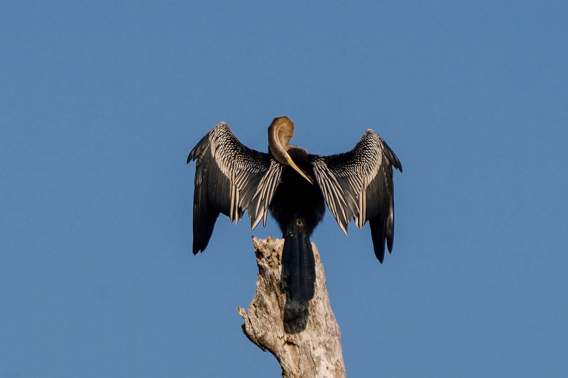 Orient-Schlangenhalsvogel  / Oriental darter