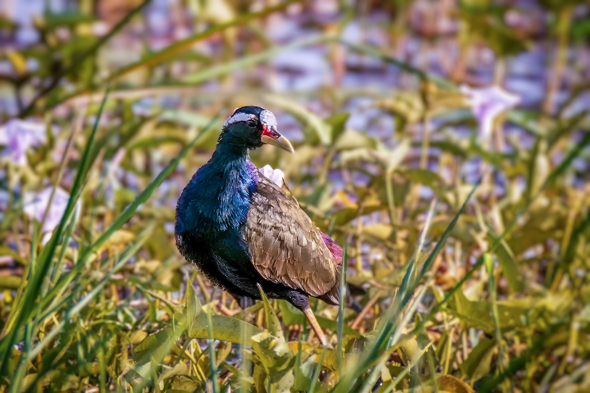 Bronzeblatthühnchen / bronze-winged jacana