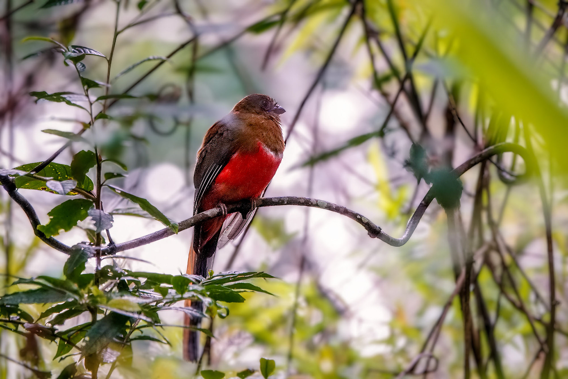 female