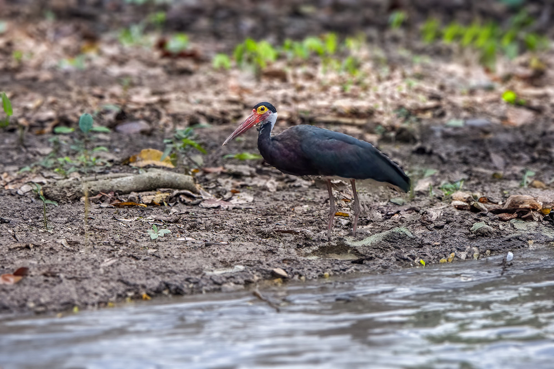 Höckerstorch / Storm's stork