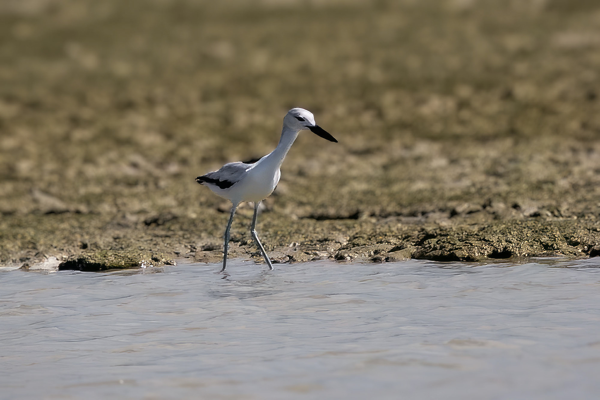 Reiherläufer / crab-plover