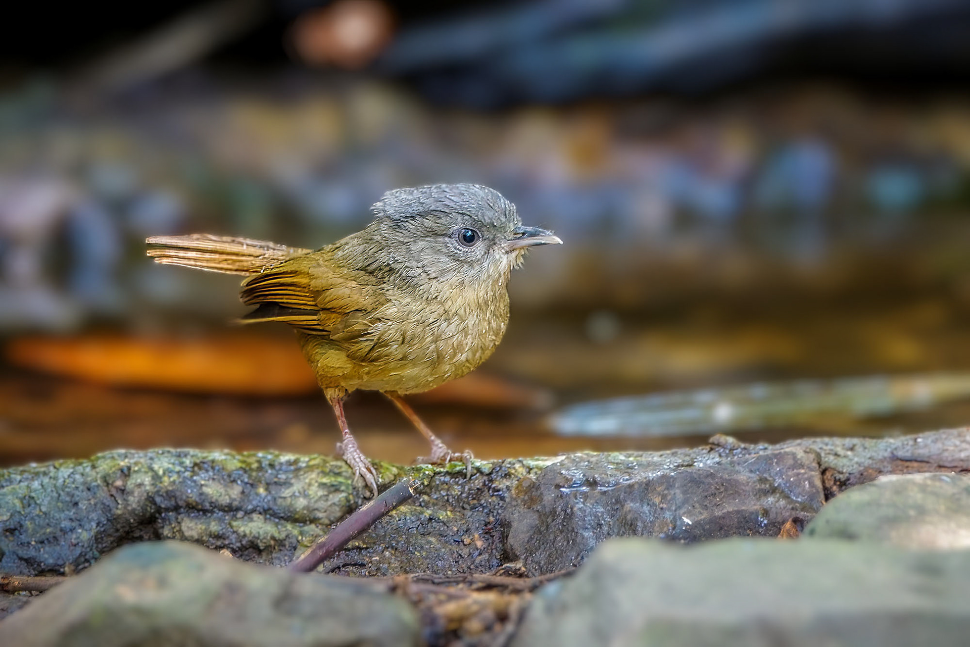 Graukopfalcippe / Brown-cheeked Fulvetta