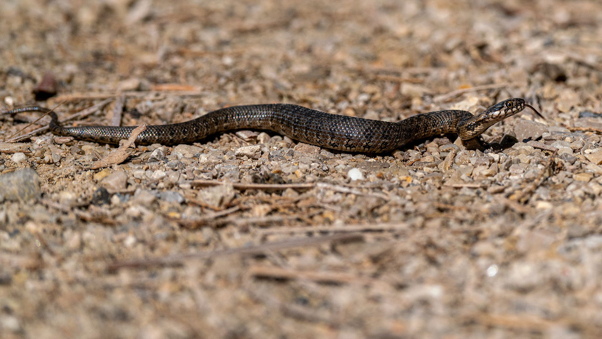 Hufeisennatter, Jungtier