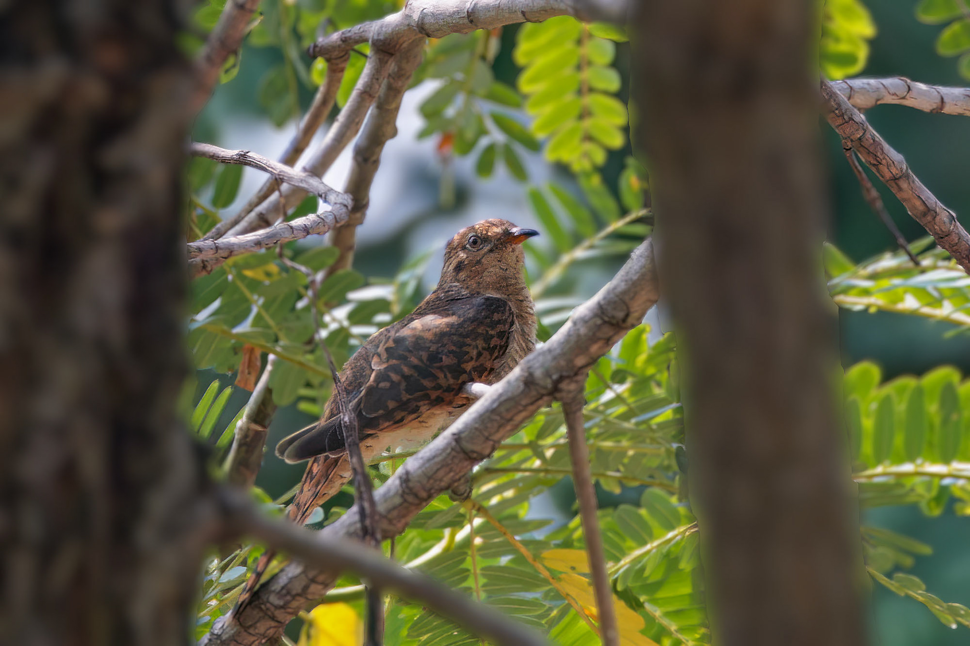 Klagekuckuck (female)