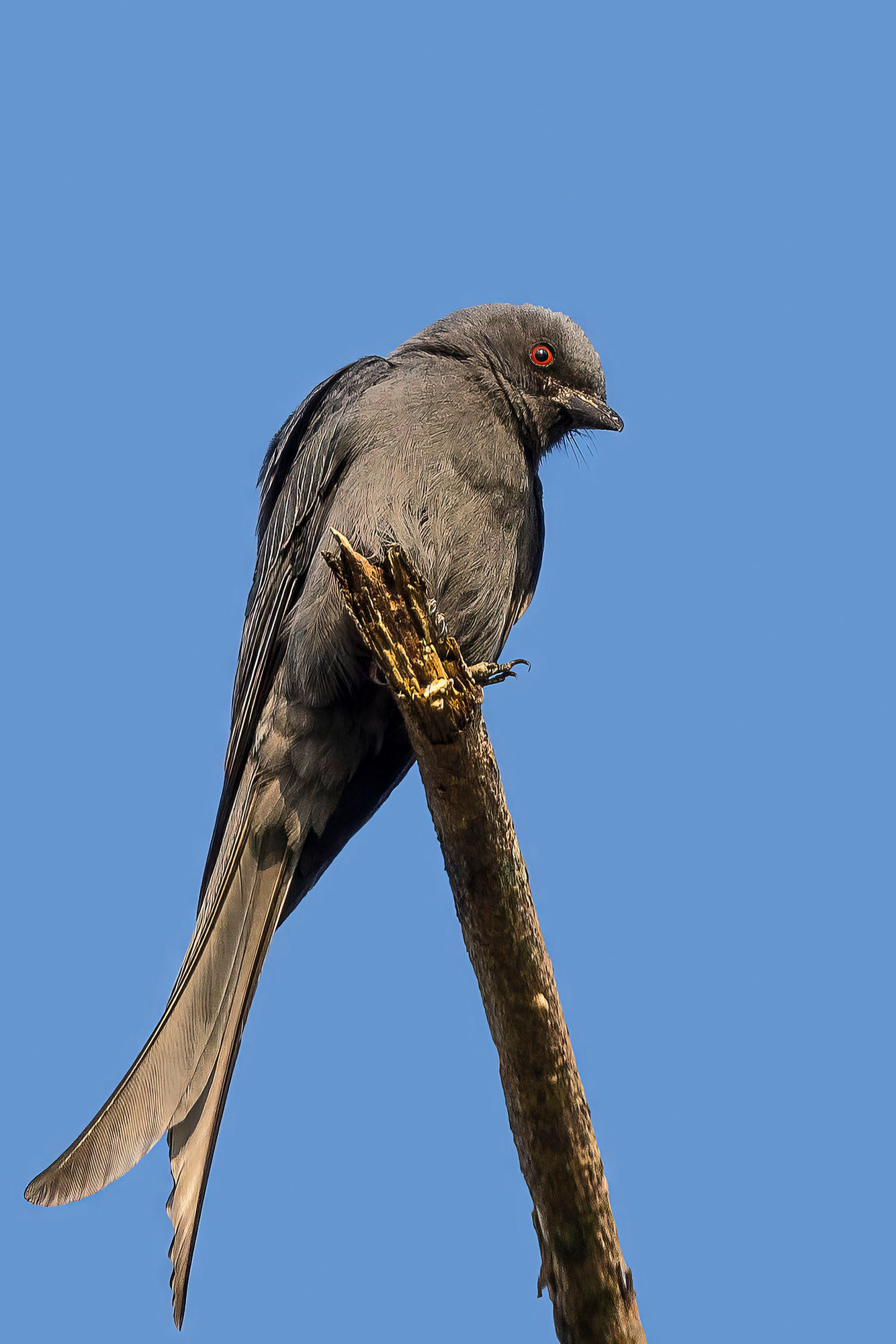 Graudrongo (Dicrurus leucophaeus mouhoti)