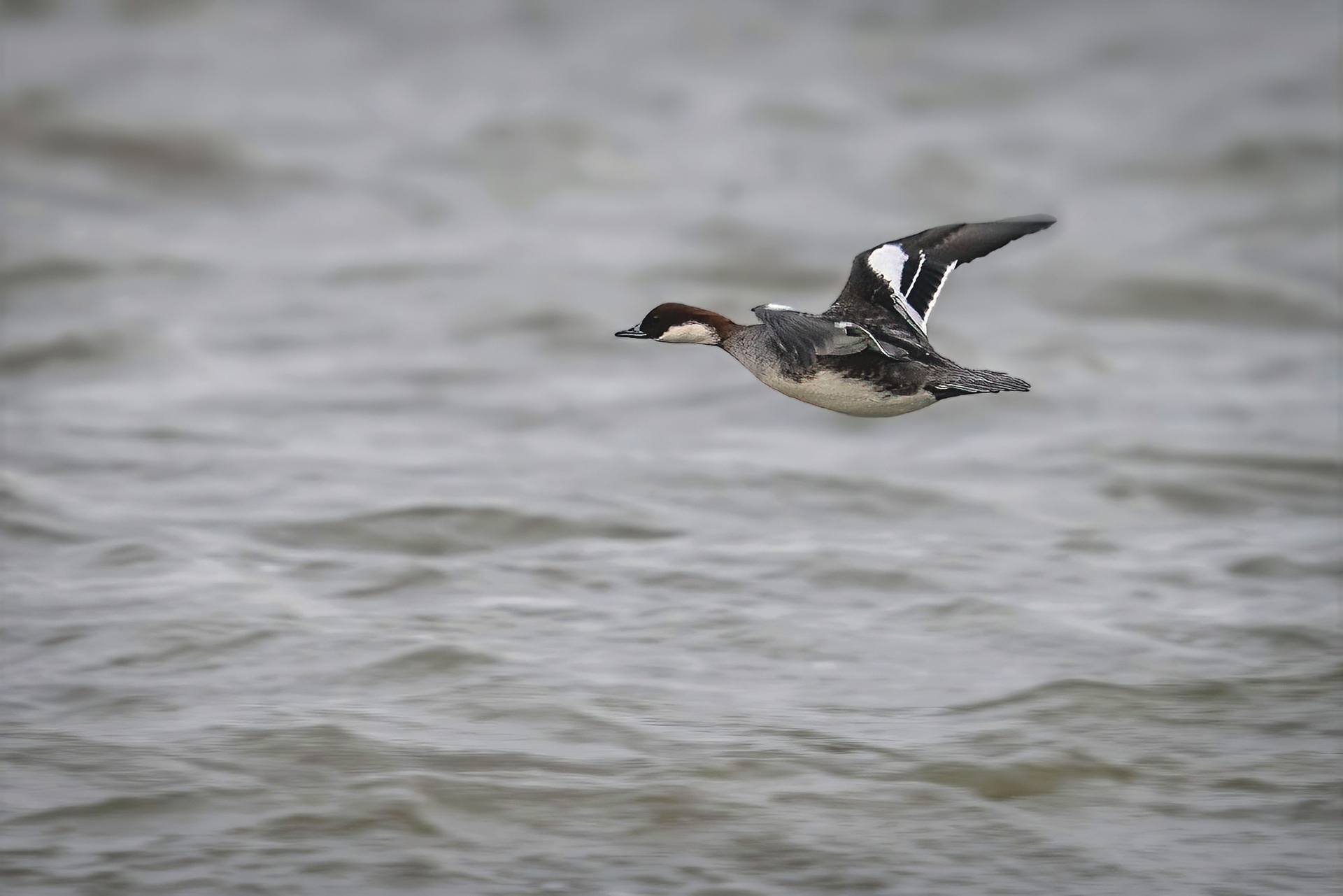 Zwergsäger, female