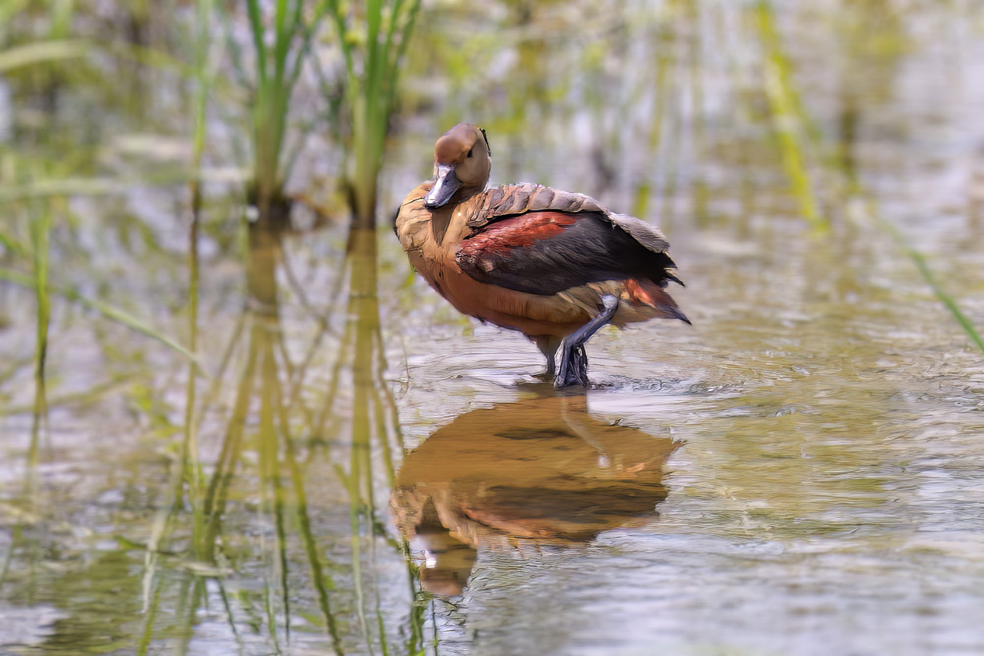 Javapfeifgans /  lesser whistling duck