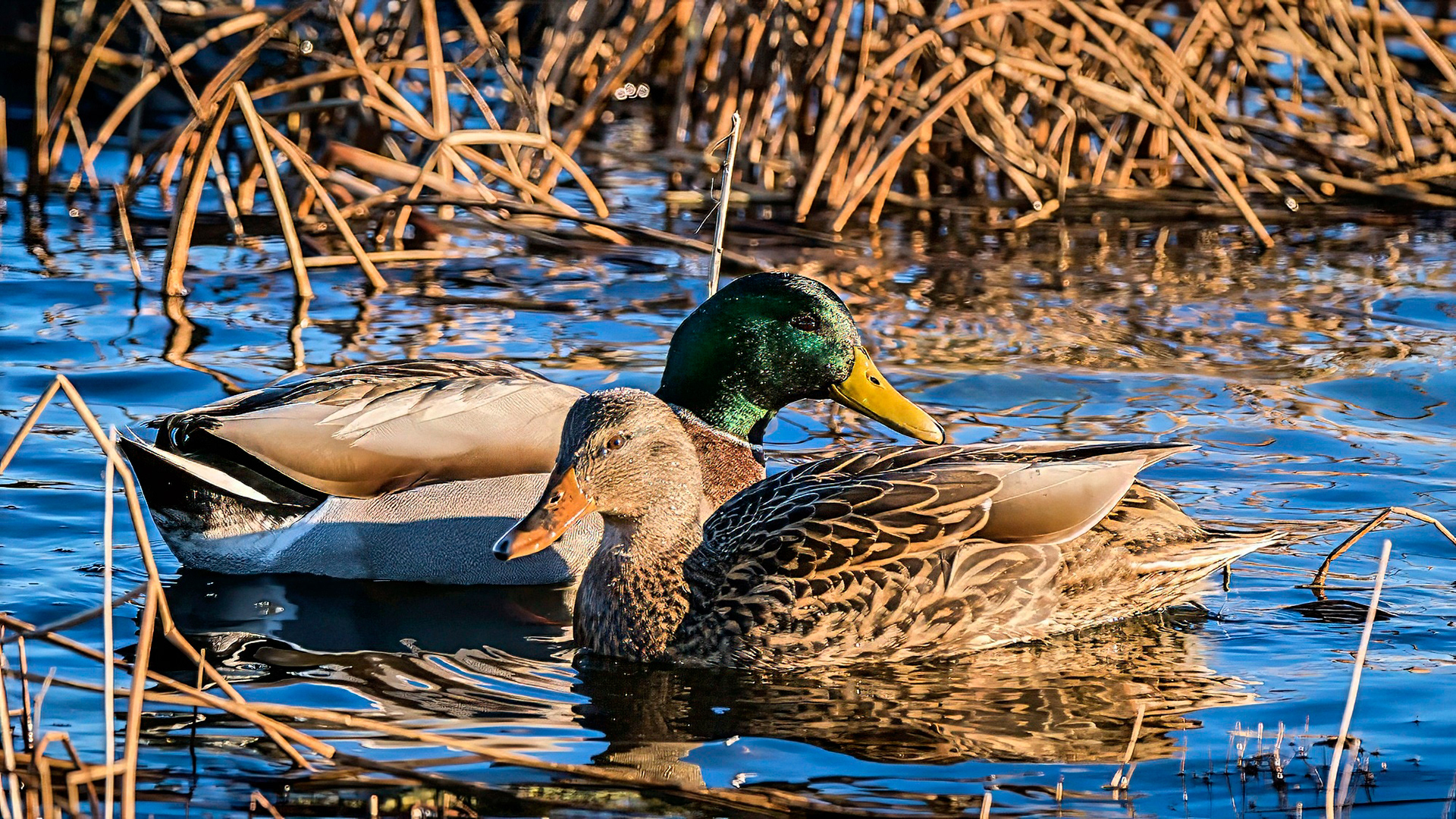 Stockente, male & female