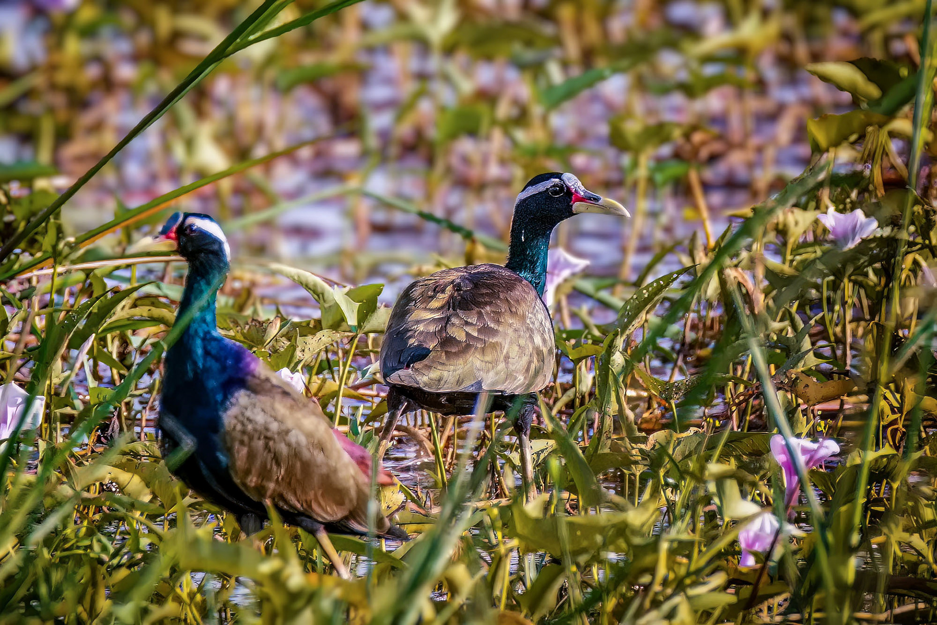Bronzeblatthühnchen / bronze-winged jacana