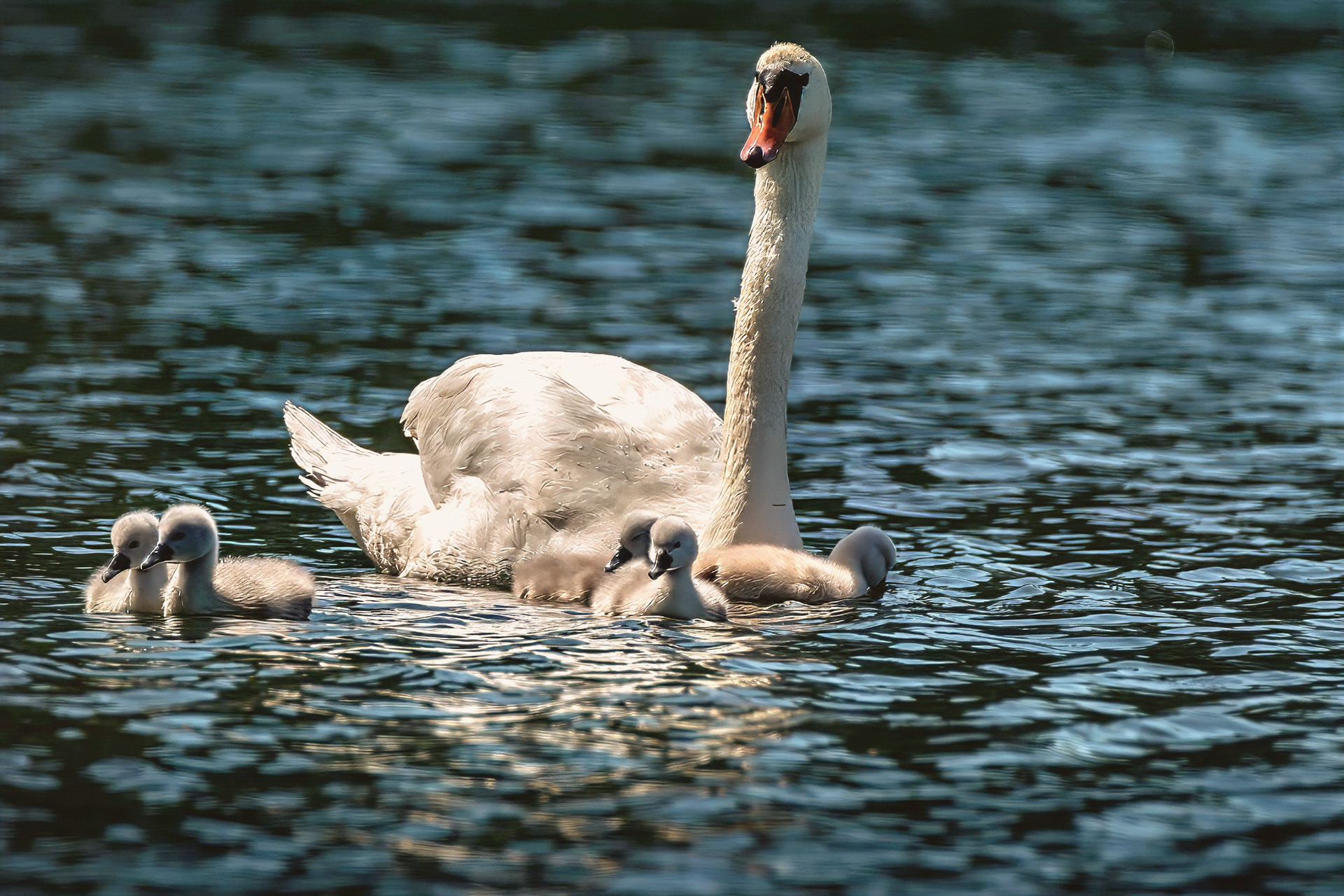 Höckerschwan