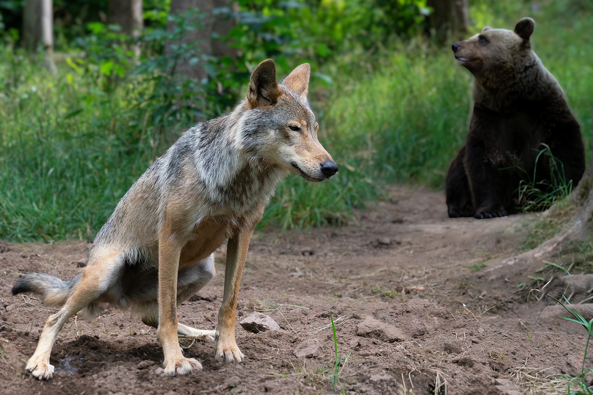 Gaia, die Wölfin und Jurka, die Bärin