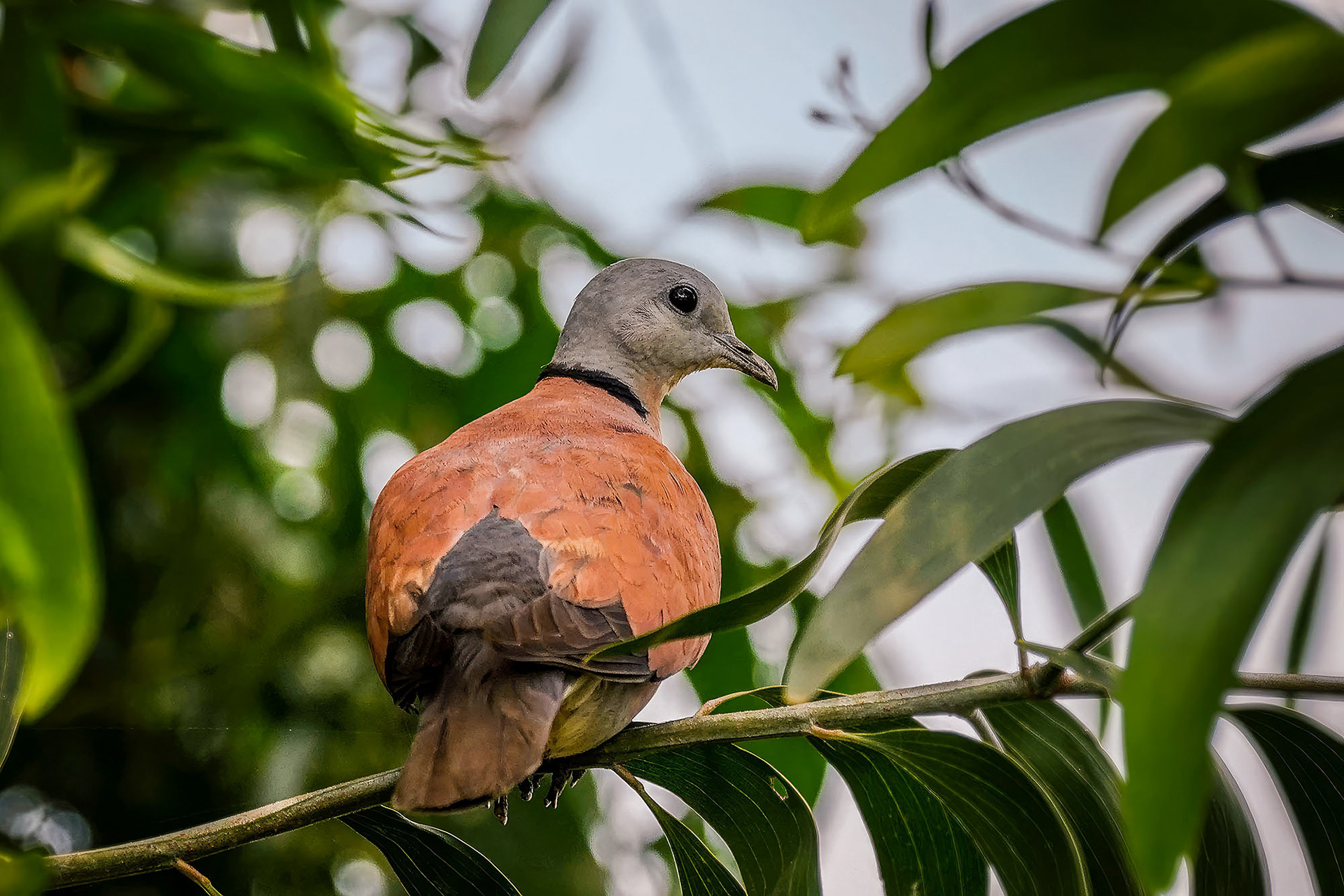 male