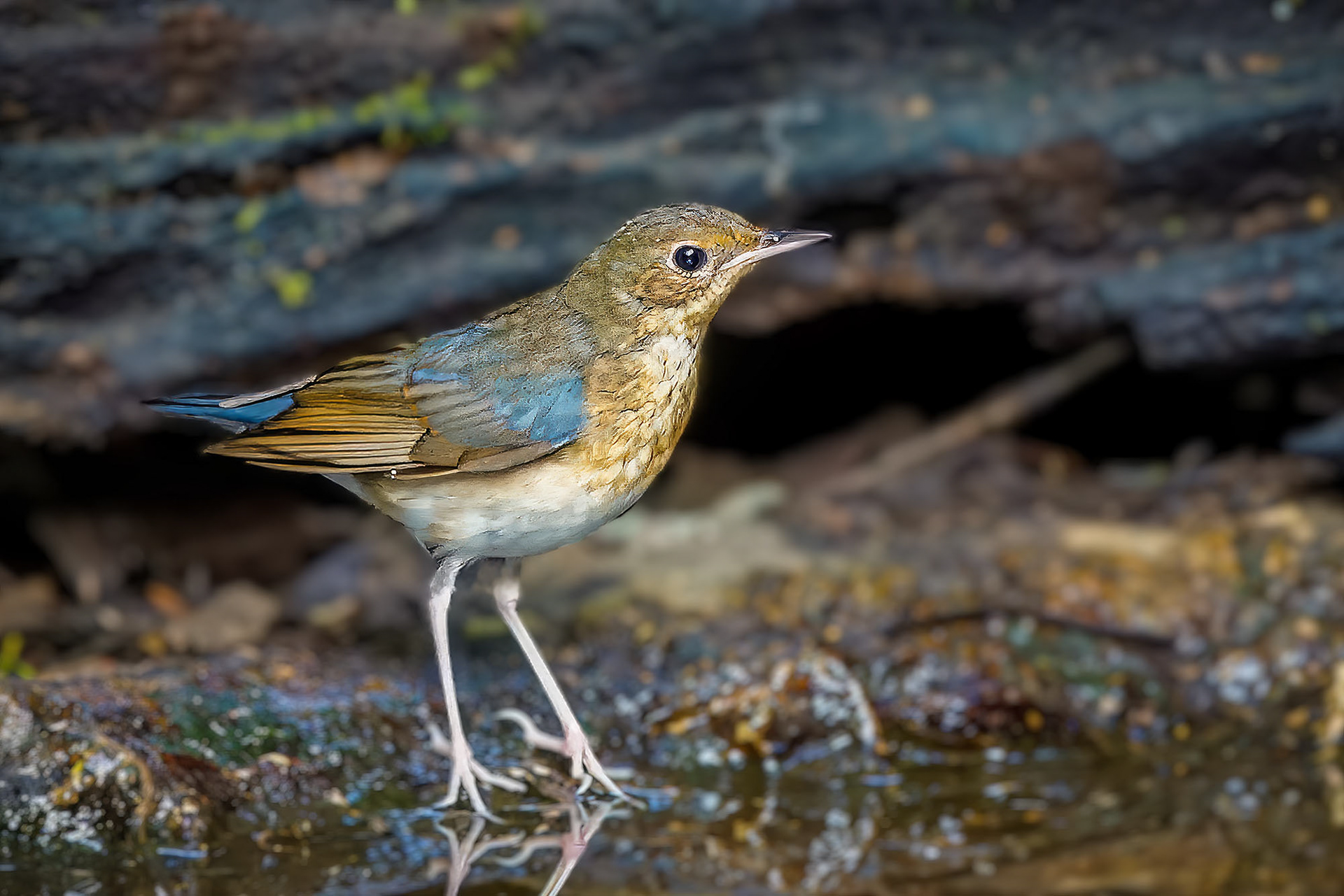 Blaunachtigall (J) / Siberian Blue Robin