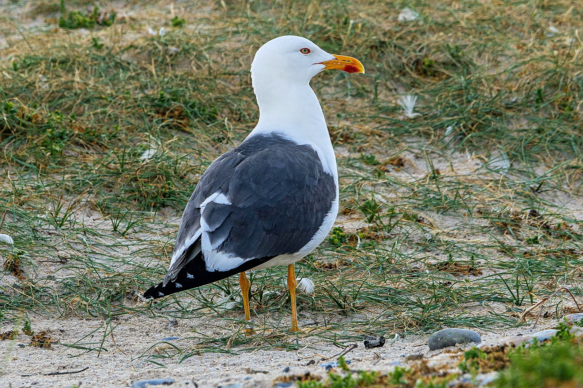 Heringsmöwe