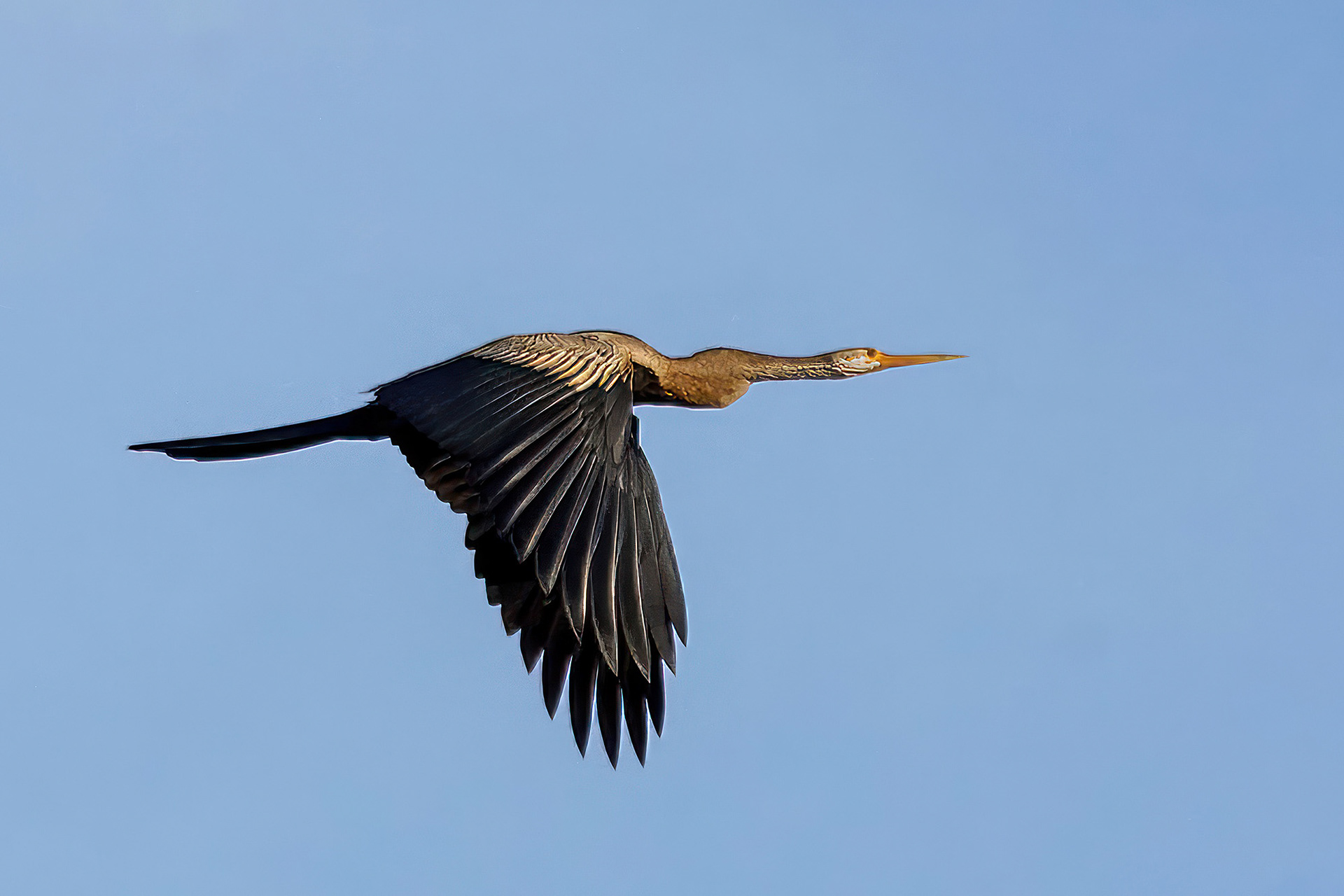 Orient-Schlangenhalsvogel  / Oriental darter