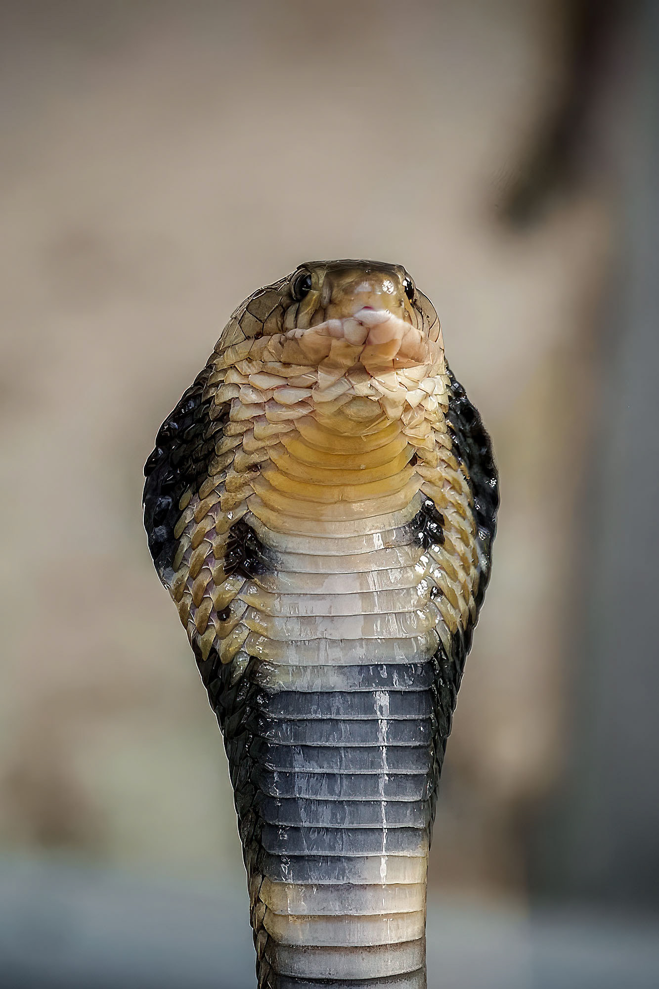Monokelkobra