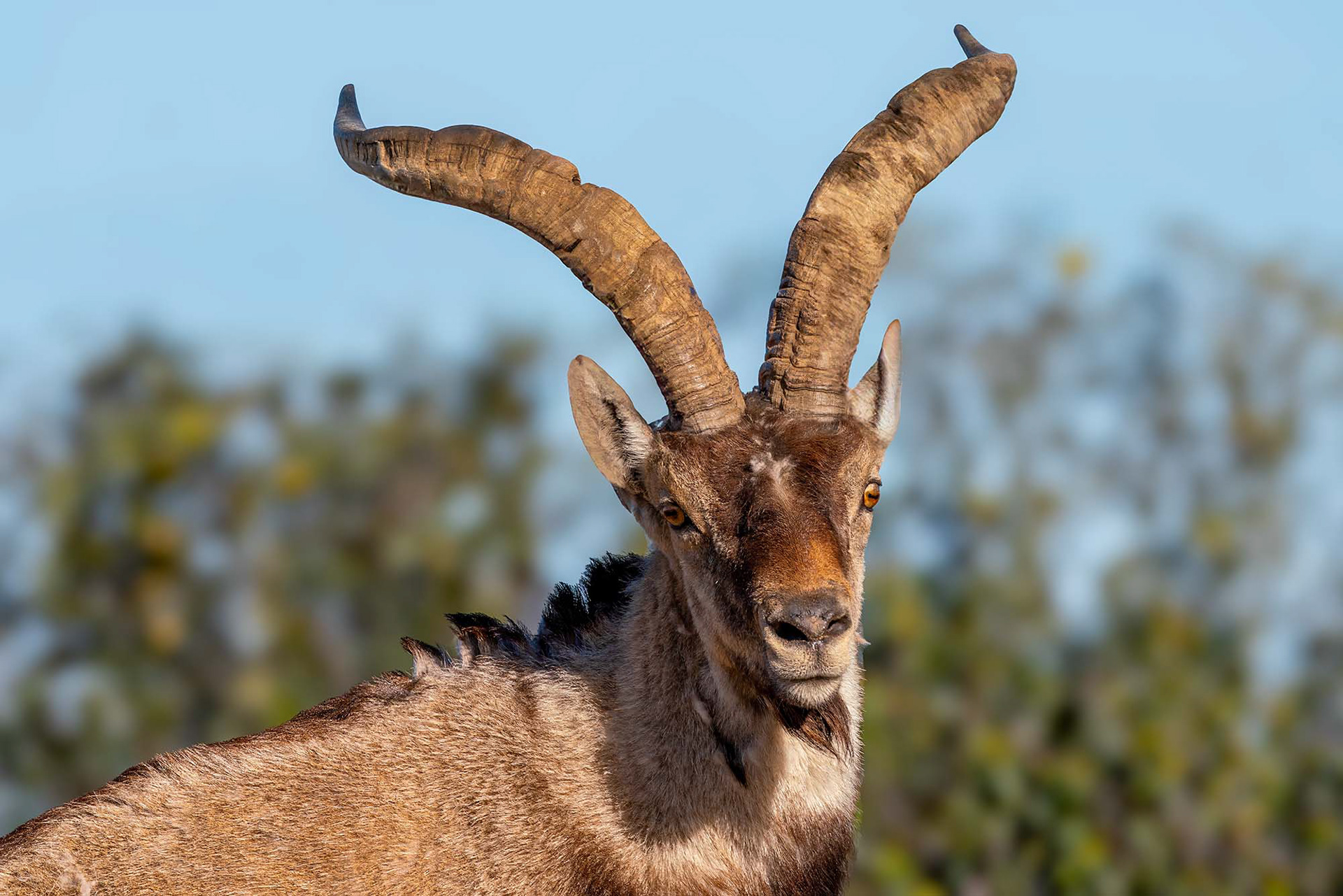Iberischer Steinbock