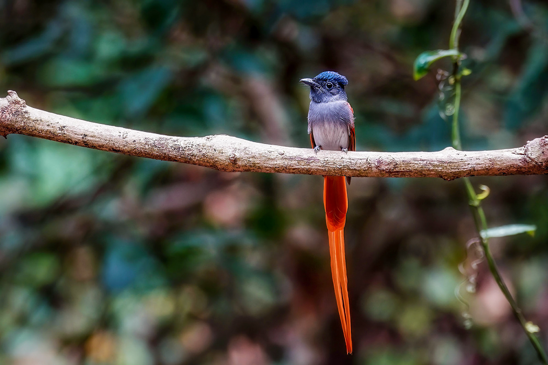 Asiatischer Paradiesschnäpper - Hainparadiesschnäpper (M) / Asian Paradise Flycatcher
