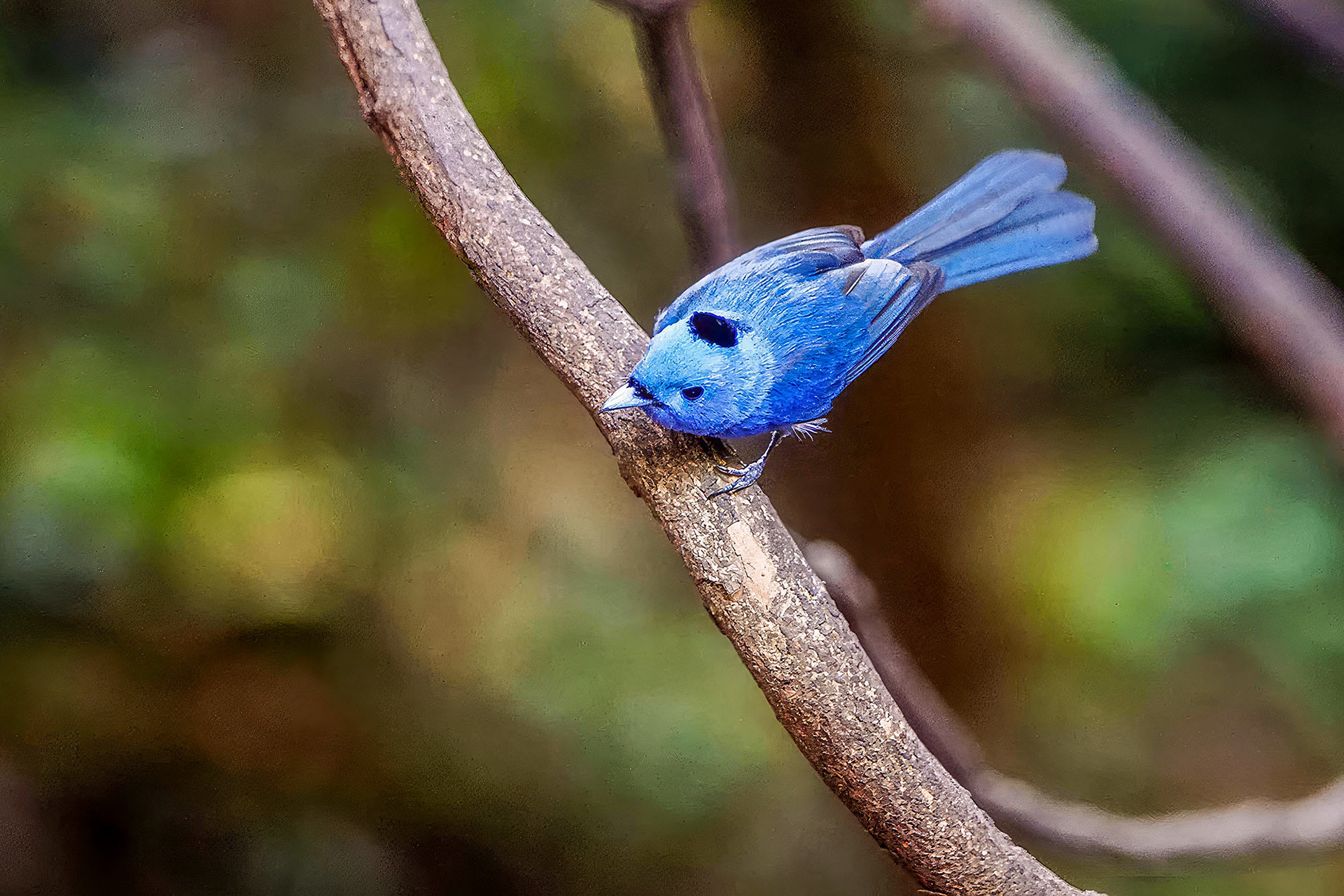 Schwarzgenickschnäpper (M) / Black-naped Monarch