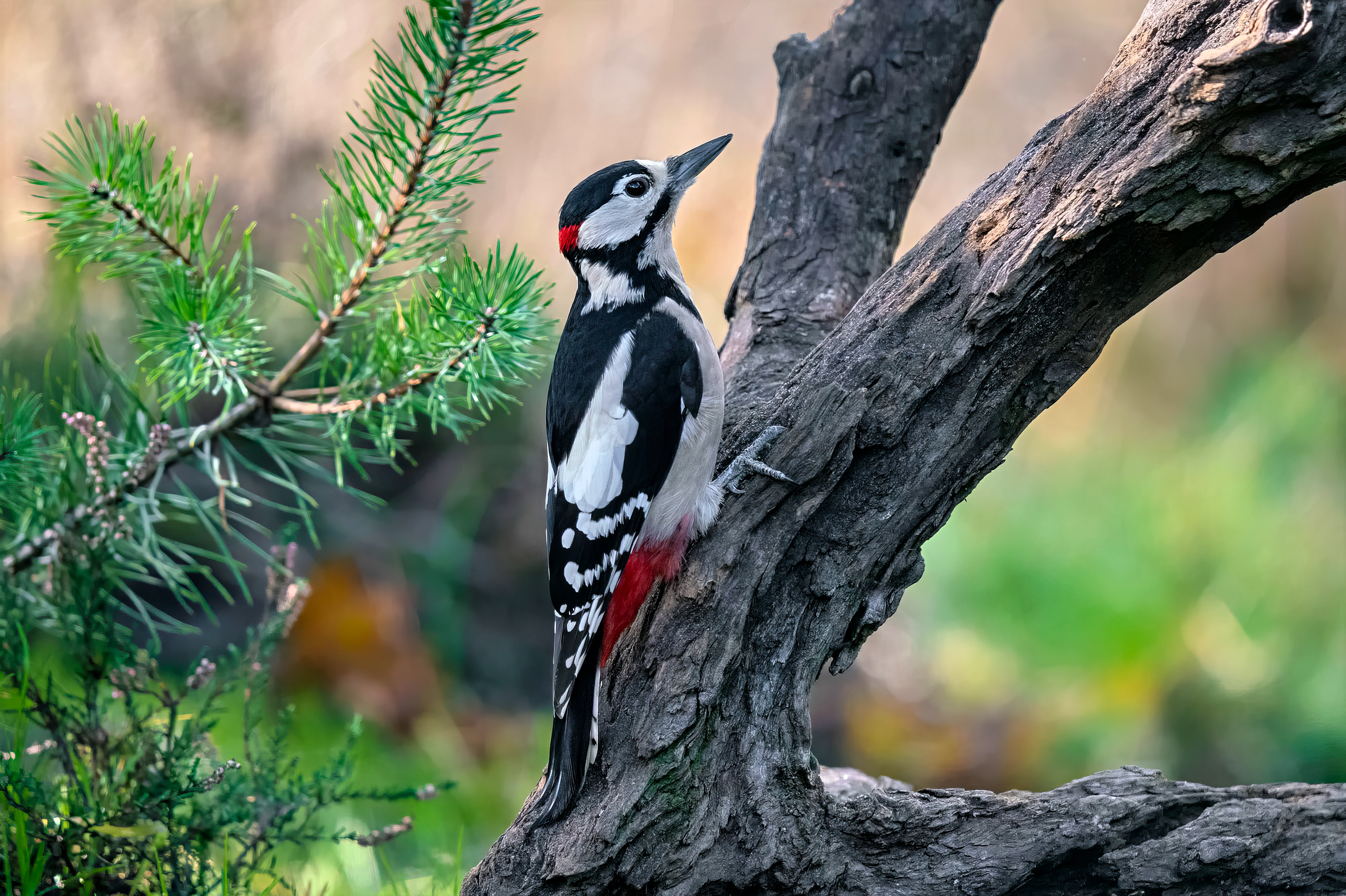 male