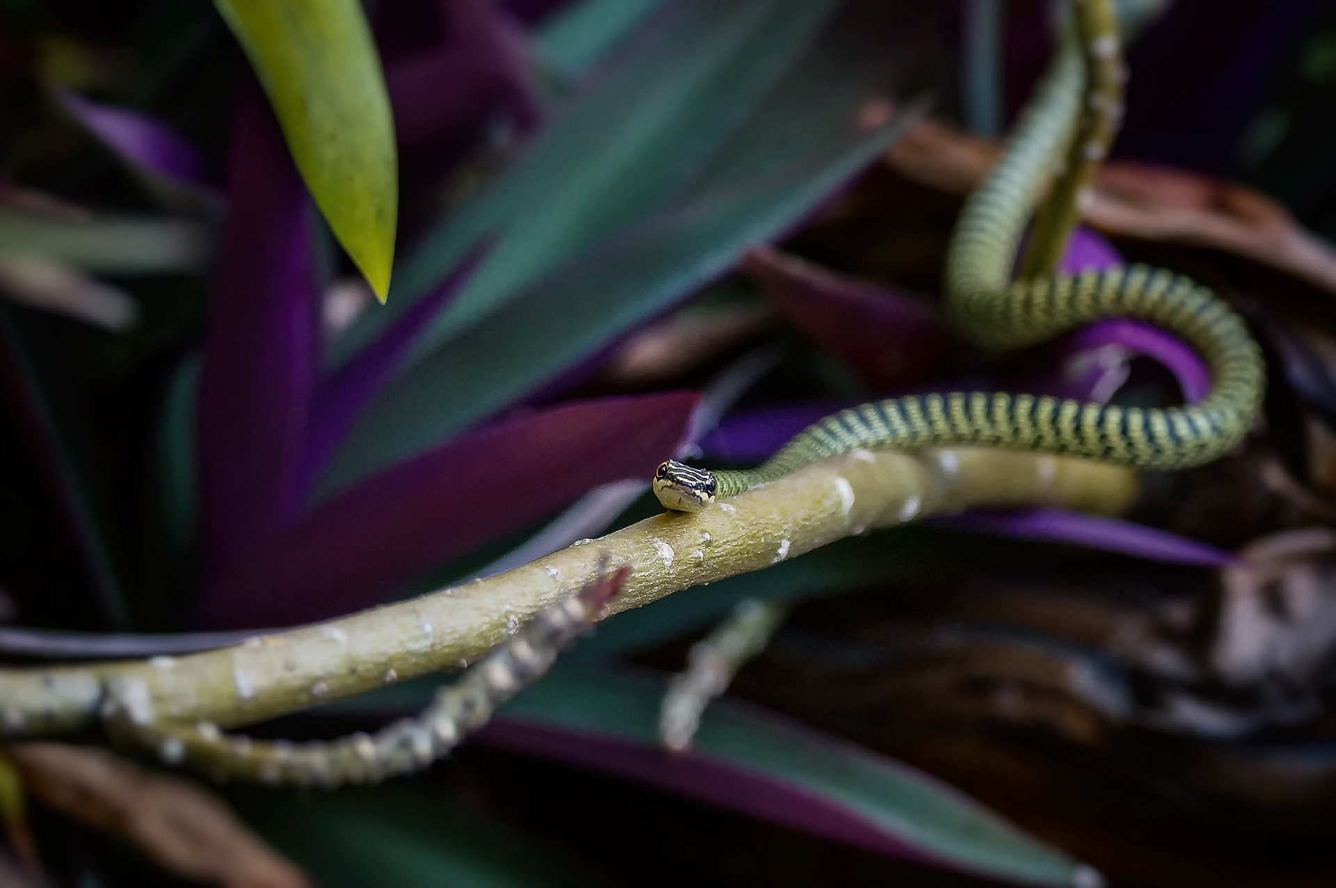 Grüne Schmuckbaumnatter
