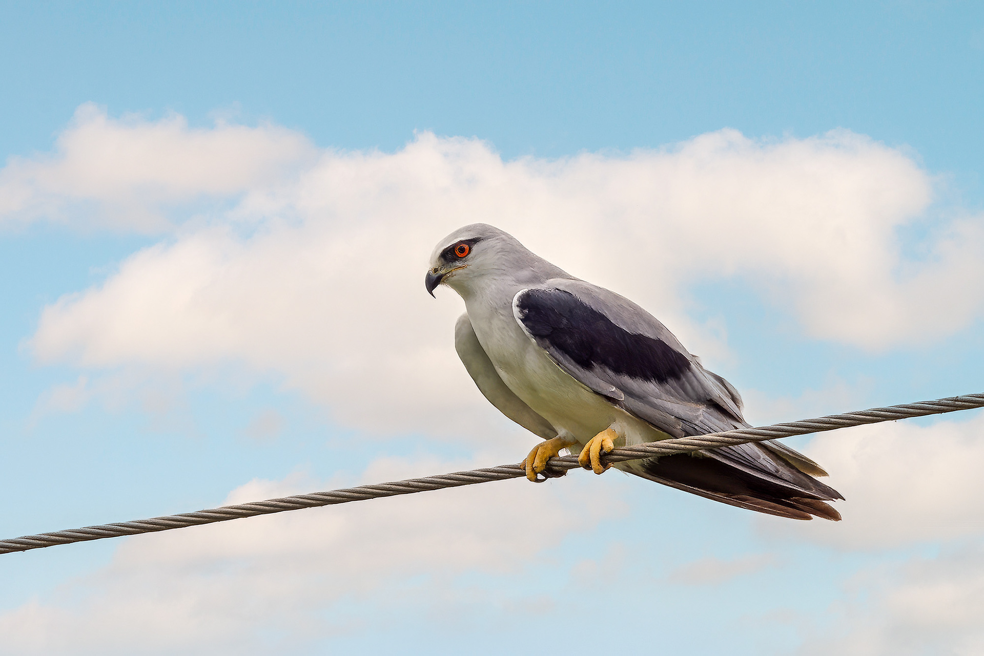Gleitaar / Black-winged Kite