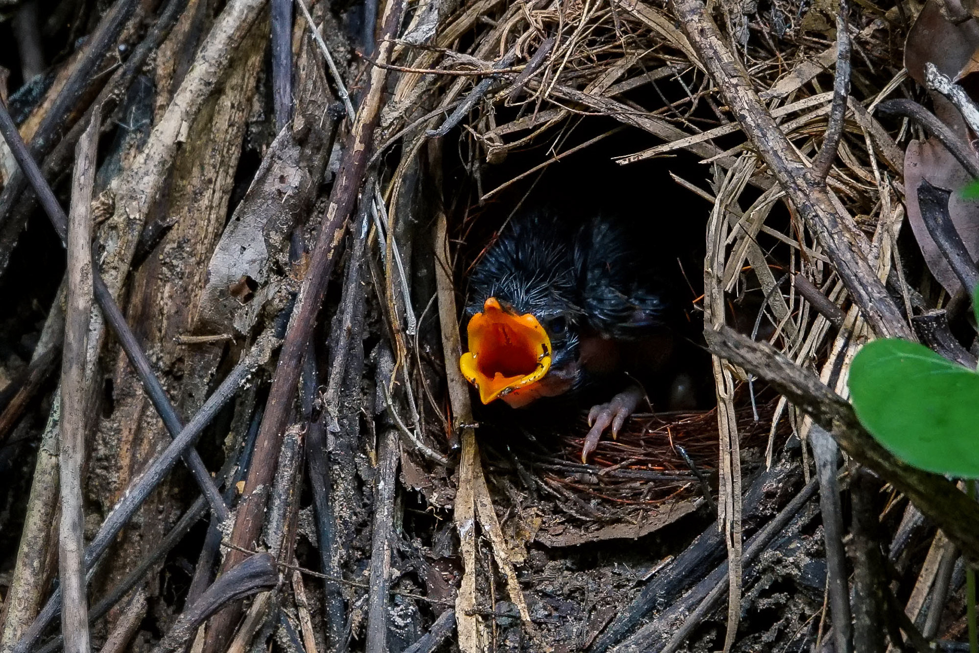 nestling