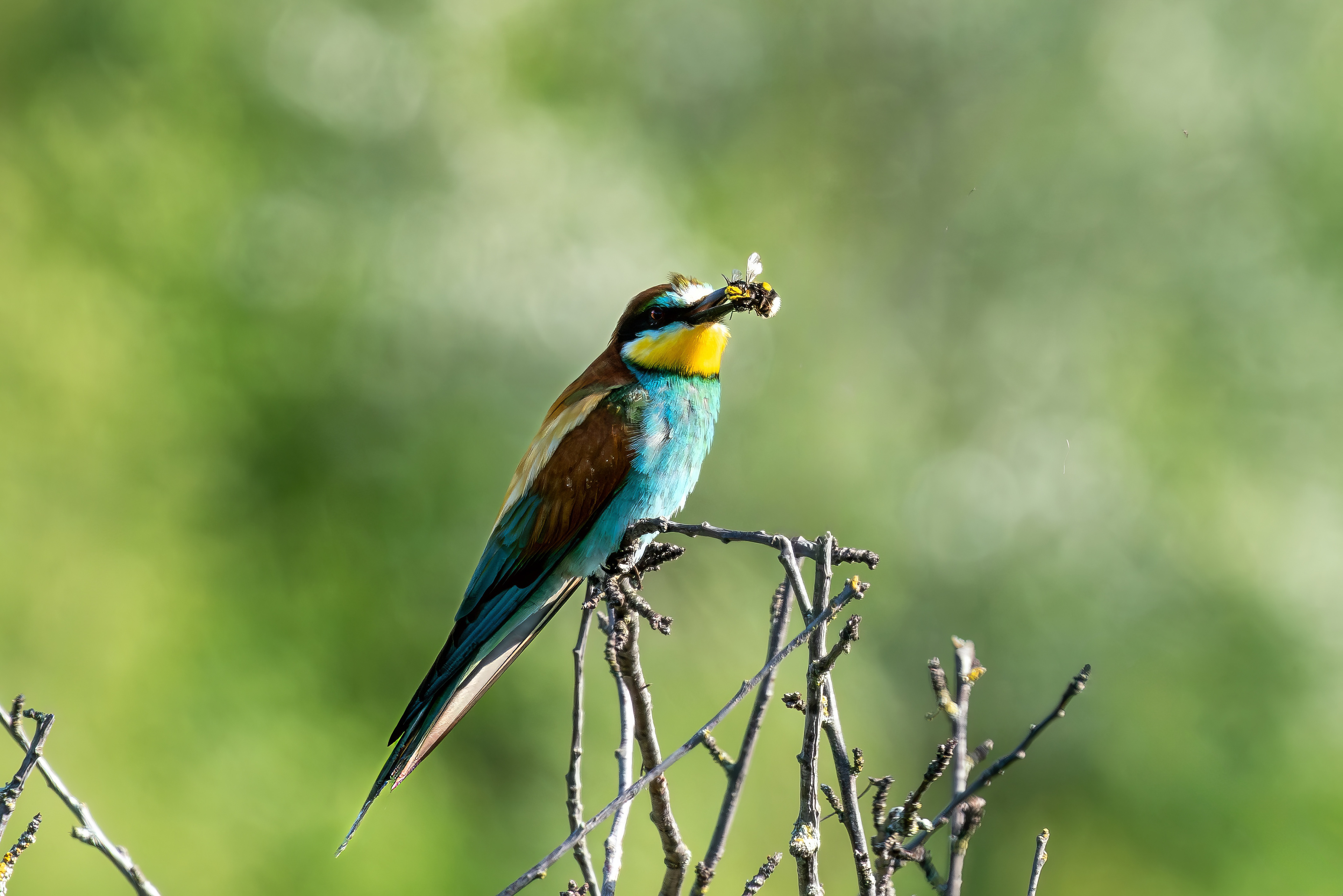 Bienenfresser