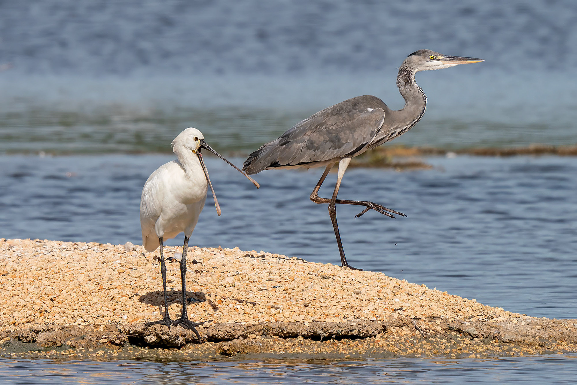 Löffler & Graureiher