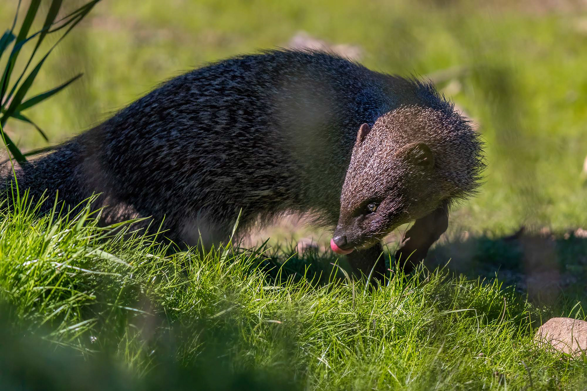 Ichneumon, auch bekannt als Ägyptischer Mungo oder Buschteufel
