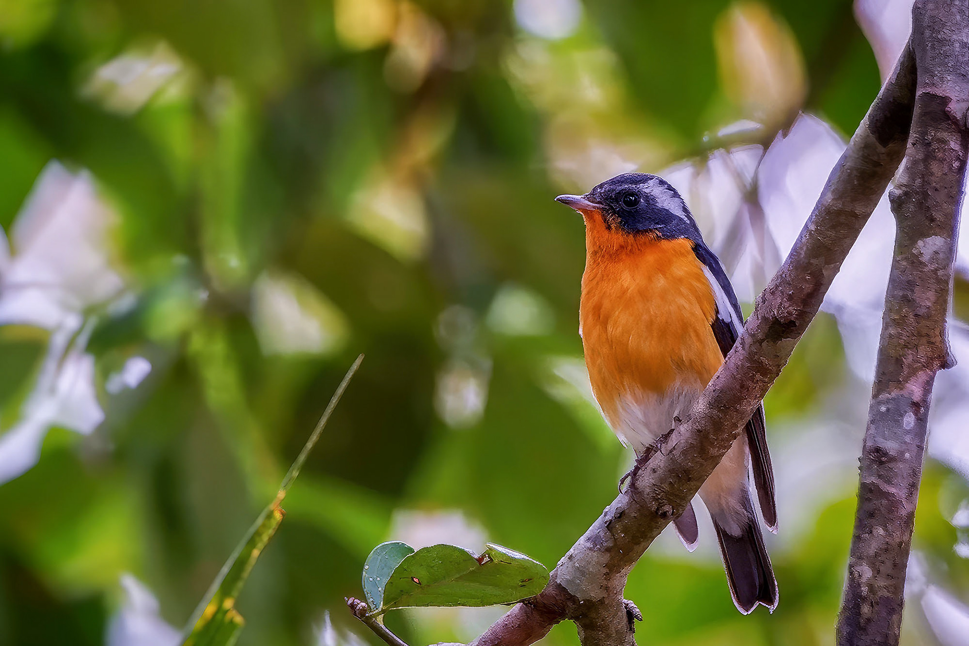 Mugimakischnäpper (M) / Mugimaki Flycatcher