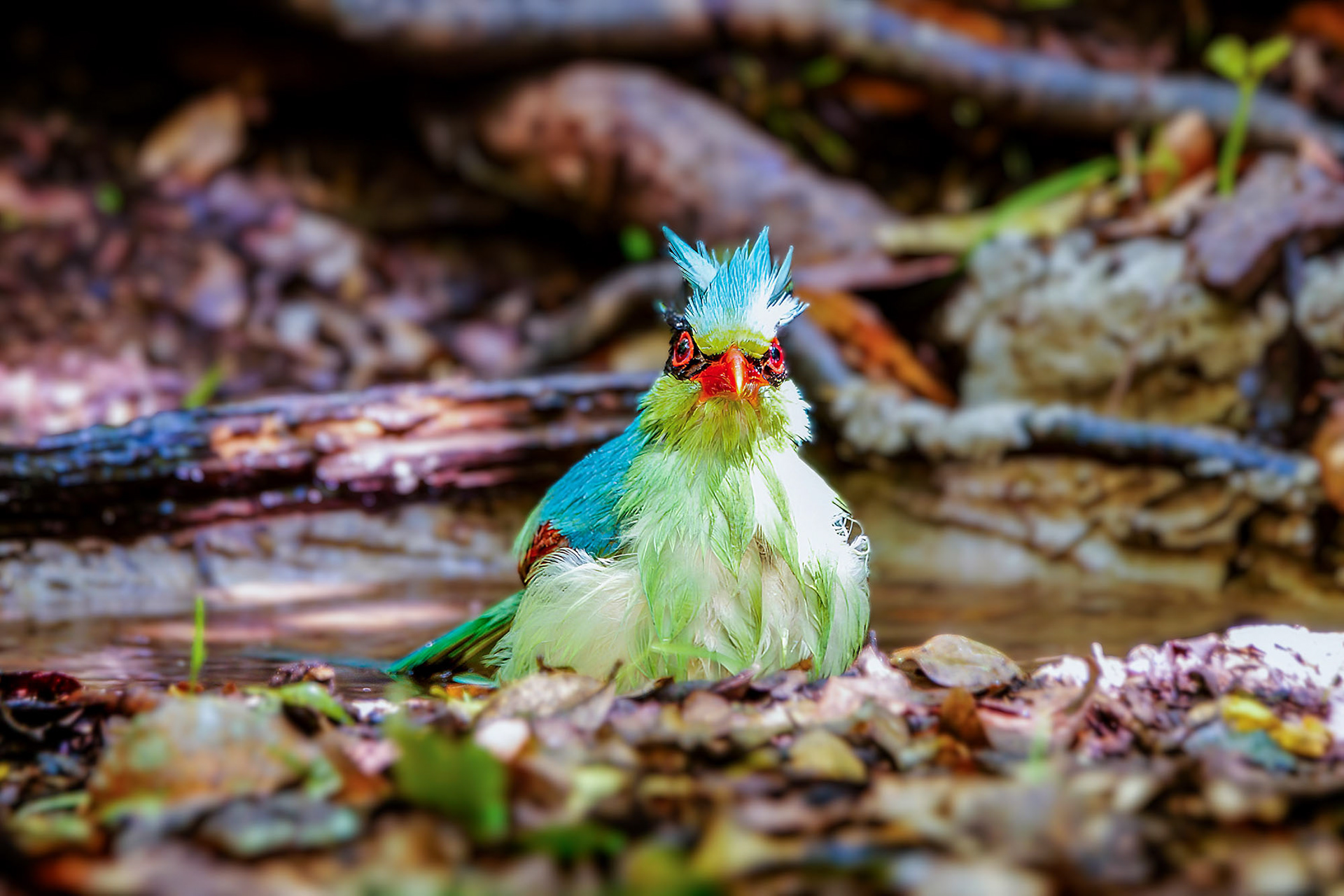 Jagdelster / Common Green Magpie