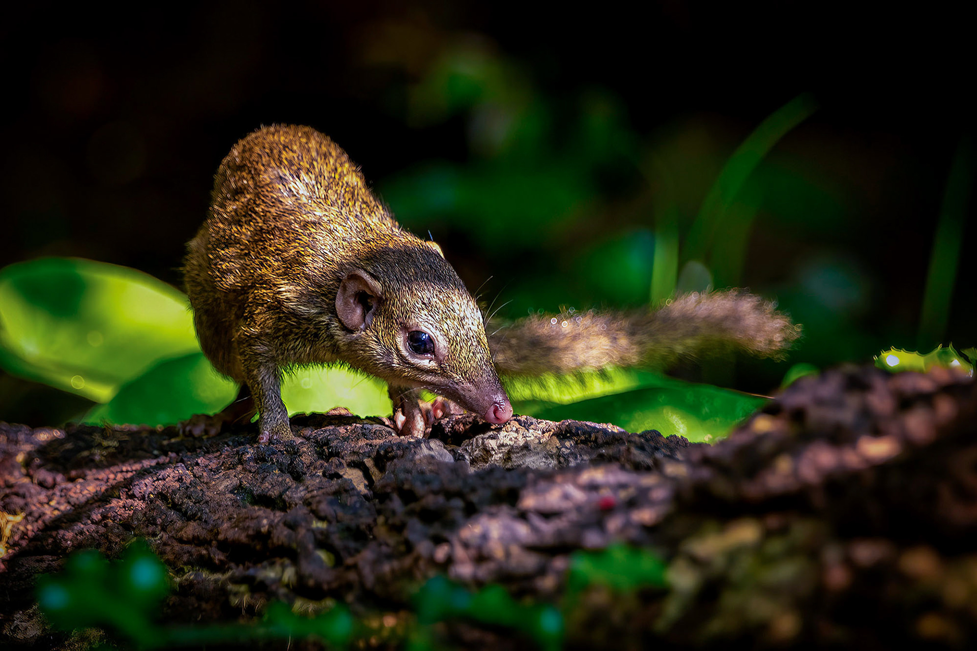 Nördliches Spitzhörnchen