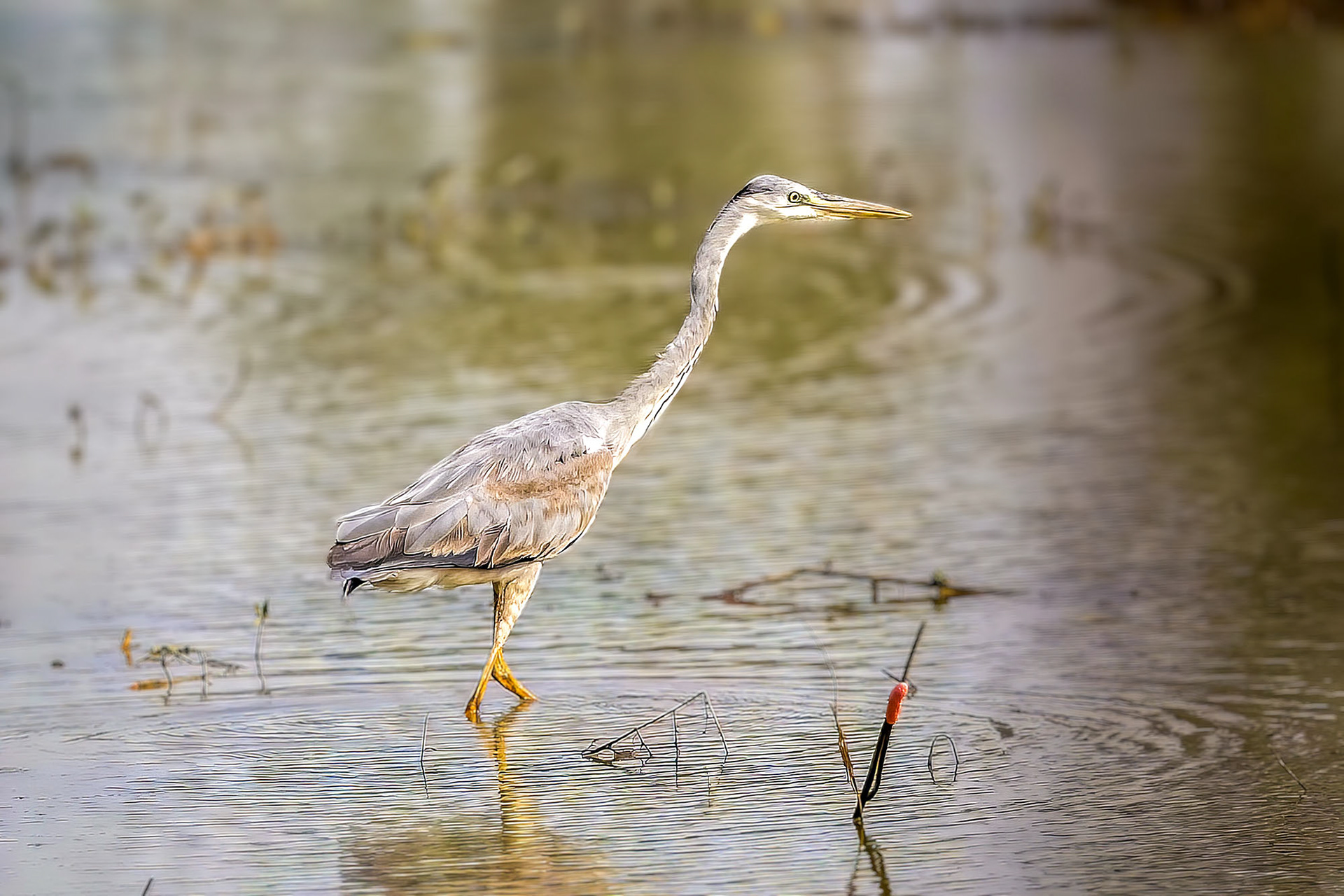 Graureiher / grey heron