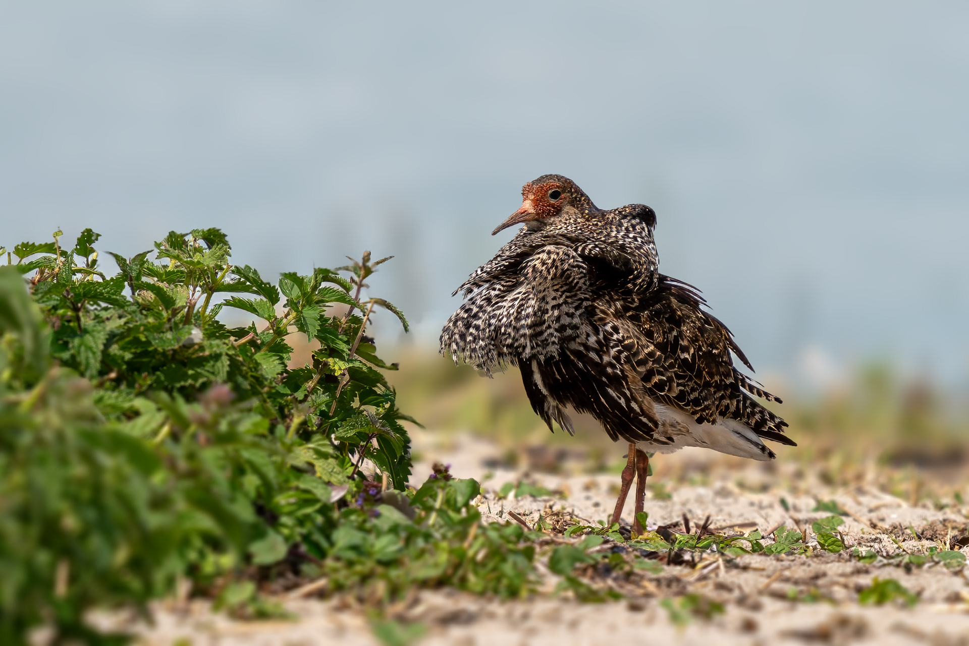 Kampfläufer, Brutkleid