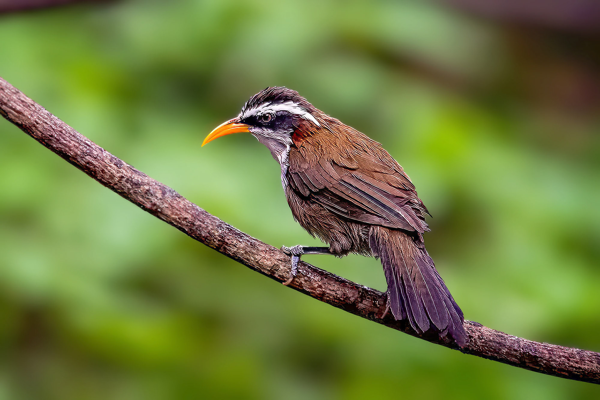 Himalajasäbler / White-browed Scimitar-babbler