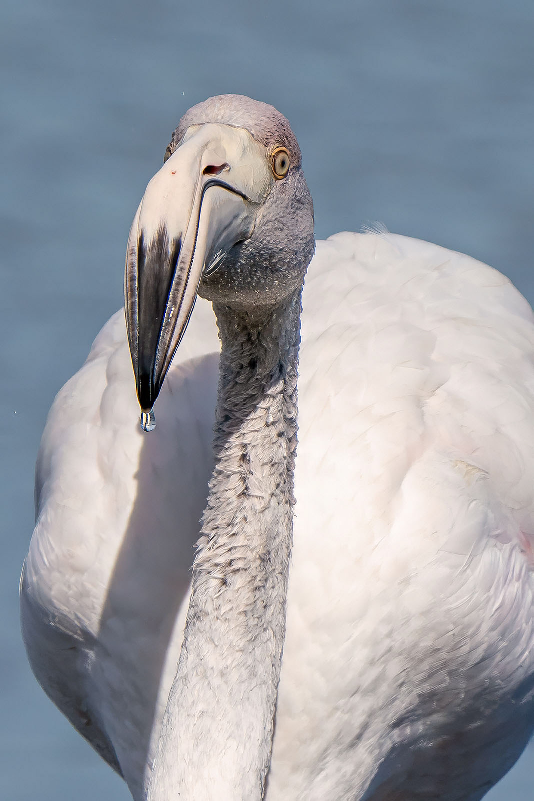 Juvenile