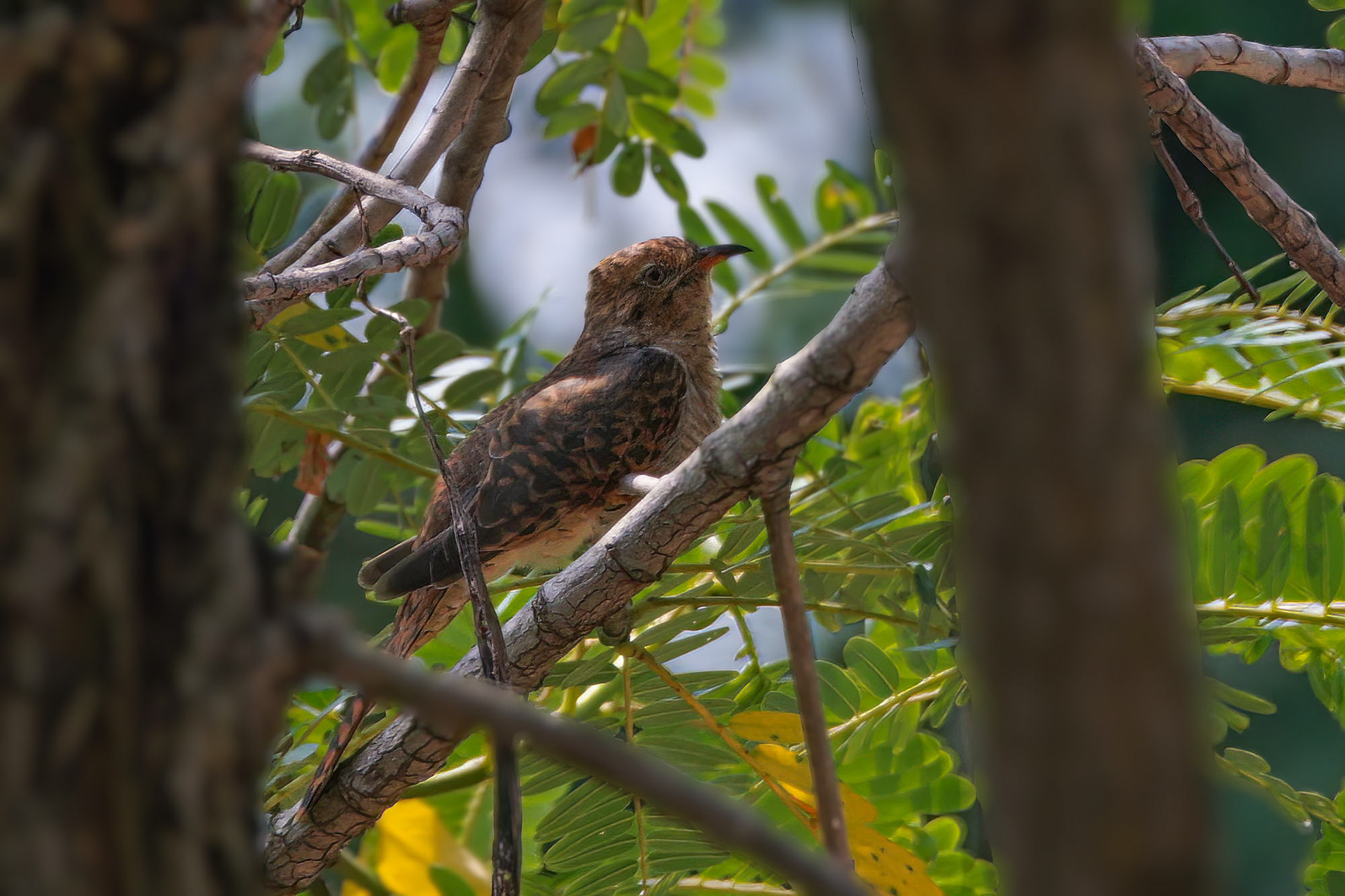 Klagekuckuck (female)
