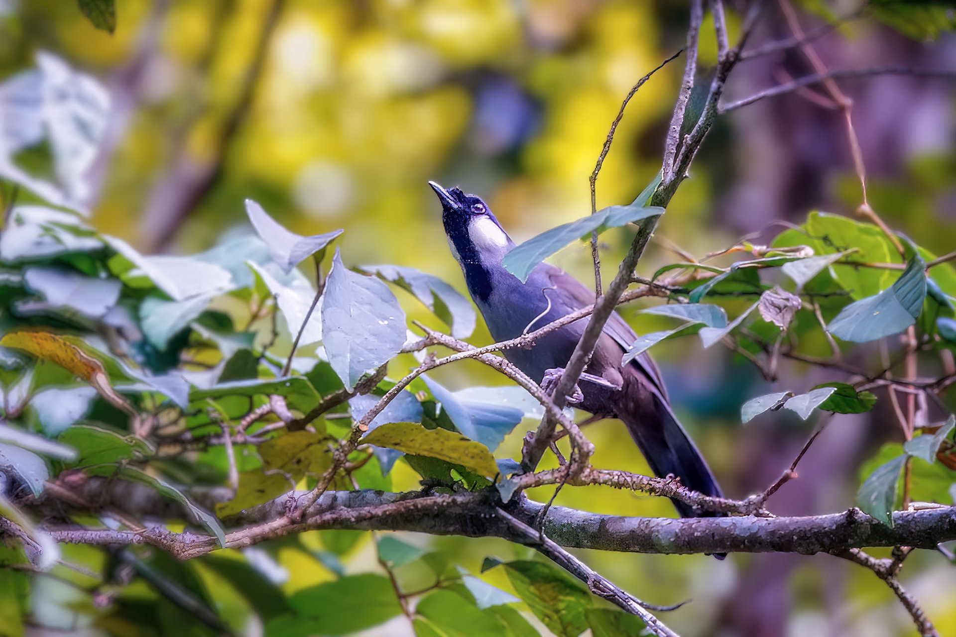 Weißohrhäherling / Black-throated Laughingthrush