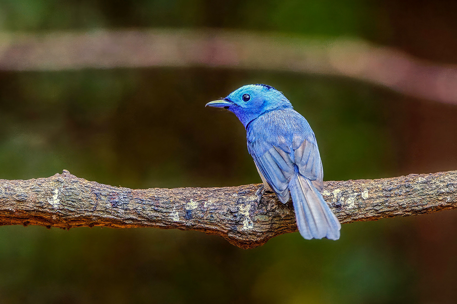 Schwarzgenickschnäpper (M) / Black-naped Monarch