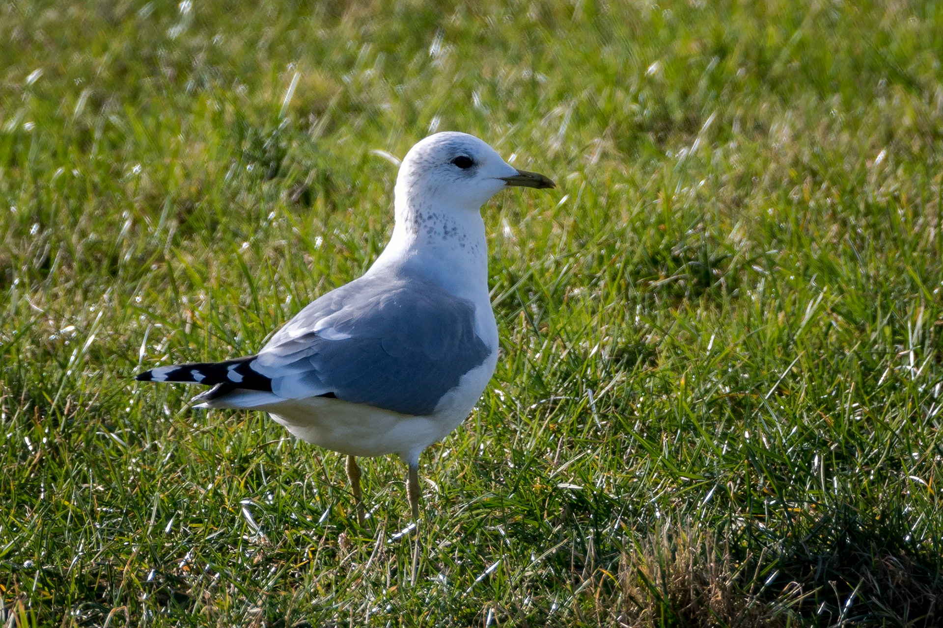 Sturmmöwe